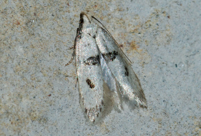 Gelechidae 8